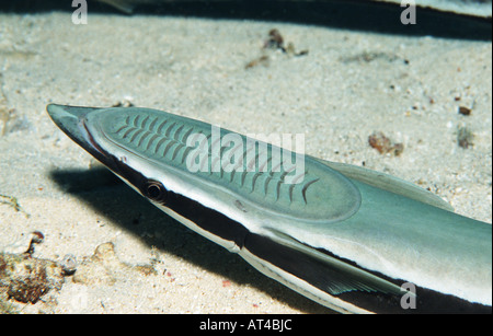 Whitefin Sharksucker, indische Remora Suckerfish, Leben, Sharksucker (Echeneis Naucrates), um eine Saug Organ verwandelt dorsalen f Stockfoto