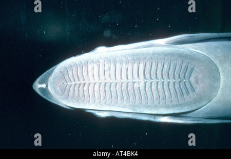 Whitefin Sharksucker indische Remora Suckerfish, live Sharksucker (Echeneis Naucrates), Saug Organ Oberseite Thr Kopf Stockfoto