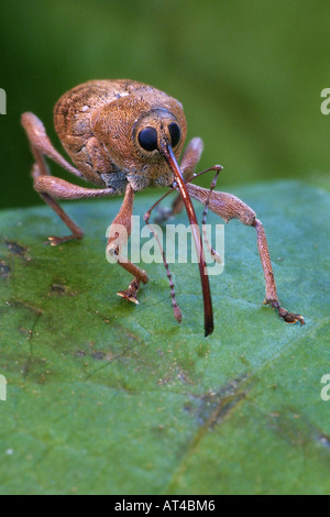 Eichel Rüsselkäfer (Curculio Glandium), portrait Stockfoto