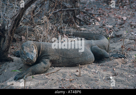Komodo-Waran, Komodo Monitor, Ora (Varanus Komodoensis) Stockfoto