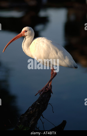 Ein Porträt von einem White Ibis, Eudocimus Albus, im warmen Abendlicht Stand auf einem Ast über dem Wasser Stockfoto