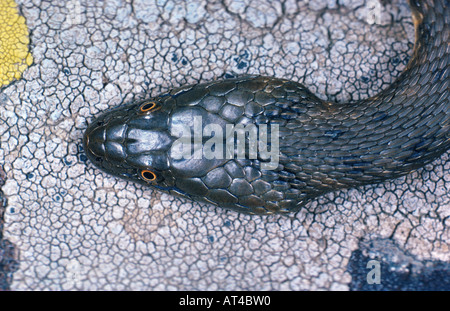 Würfel-Schlange (Natrix Tessellata), Detail des Kopfes Stockfoto