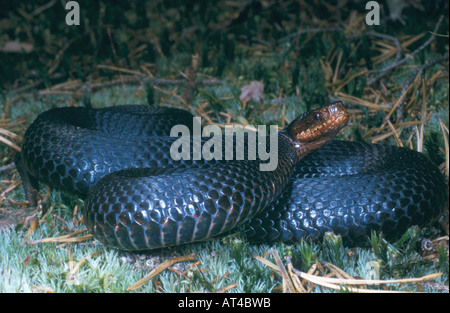 Addierer, gemeinsame Viper, gemeinsame europäische Viper, gemeinsame Viper (Vipera Berus), schwarze Individuum Stockfoto