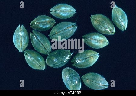 Muschelkrebsen (Schale bedeckt Krebstiere), Samen Garnelen (Ostracoda) Stockfoto