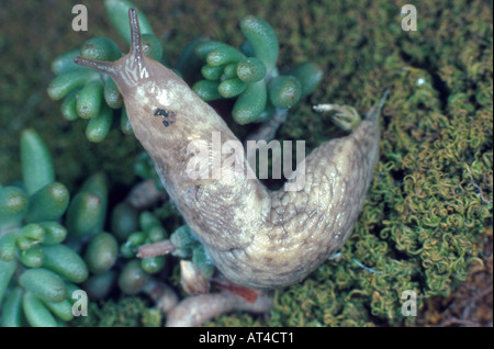 verrechnete Nacktschnecke, graue Fieldslug, graue Feld Slug, milchig Slug (Deroceras Reticulatum, Agriolimax Reticulatus) Stockfoto