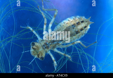 rot geäderten Sympetrum (Sympetrum Fonscolombei), Libelle Nymphe Stockfoto