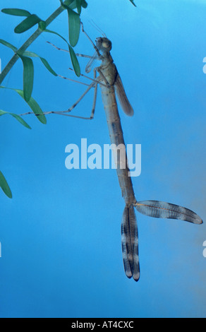 grüne Lestes, Emerald Damselfly (Lestes Sponsa), Libelle Nymphe Stockfoto