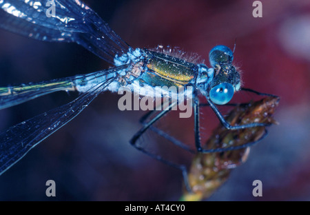 grüne Lestes, Emerald Damselfly (Lestes Sponsa), Männlich Stockfoto