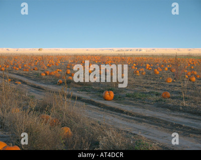 Landschaftsansicht Kürbisfeld, New Mexico, USA Stockfoto