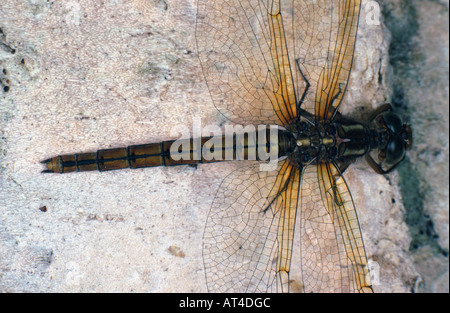 gekielte Skimmer (Orthetrum Coerulescens) Stockfoto