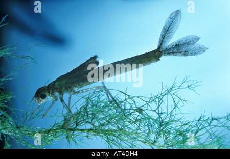 gemeinsamen Ischnura, blau-tailed Damselfly (Ischnura Elegans), Libelle Nymphe Stockfoto