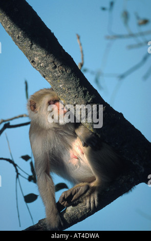 Rhesus-Affen, Rhesus Macacque (Macaca Mulatta), erwachsenes Weibchen, schlafen, Indien Stockfoto