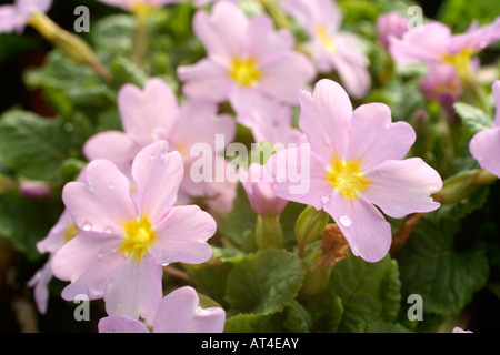 PRIMULA VULGARIS SUBSP SIBTHORPII AGM Stockfoto