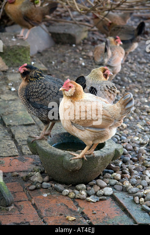 Alte englische Bantam Hühner im Hof auf Mörtel Stockfoto