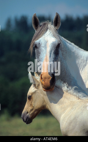 Farben-Pferd (Equus Przewalskii F. Caballus), Stute mit Fohlen Stockfoto