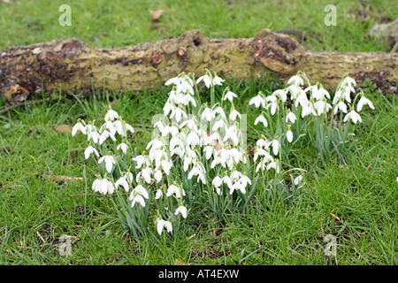 Schneeglöckchen blühen auf Rasen vor ein altes Protokoll Stockfoto