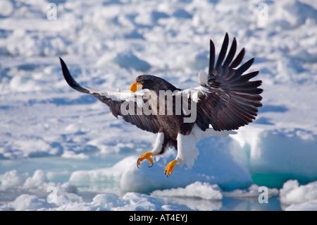 Steller der Seeadler (Haliaeetus Pelagicus) Hokkaido Japan einer der größten Adler Welt s Stockfoto