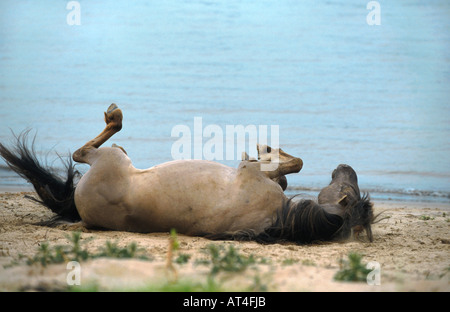 Konik-Pferd (Equus Przewalskii F. Caballus), rollende Hengst Stockfoto