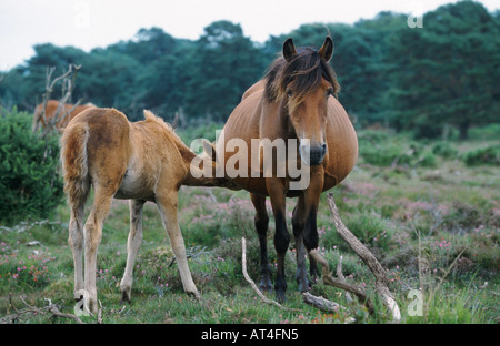 New Forest Pony (Equus Przewalskii F. Caballus), Mare Pflege Fohlen Stockfoto