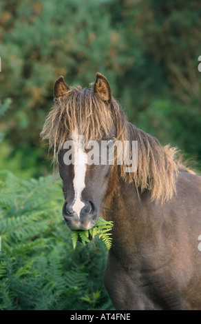 New Forest Pony (Equus Przewalskii F. Caballus), Porträt, Essen Farn, Grossbritannien Stockfoto