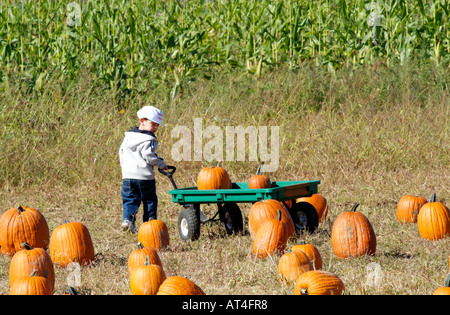 Kürbisse. Cucurbitaceous Anlage. Auswahl zum Verkauf auf dem Bauernhof von Long Island. USA Stockfoto