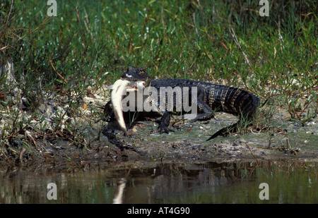 Amerikanischer Alligator Alligator mississippiensisUSA Stockfoto