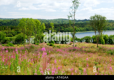 Rosebay Weidenröschen oder Weidenröschen (Epilobium Angustifolium), wächst wild auf Wiesen neben Lough Key, County Roscommon, Irland. Stockfoto