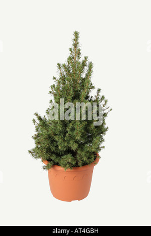 Kleine Koniferen im Blumentopf - unvollendete Weihnachtsbaum Stockfoto