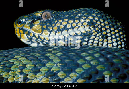 Mangrove Pit Viper Schlange Trimeresurus Purpureomaculatus Süd-Ost-Asien Stockfoto