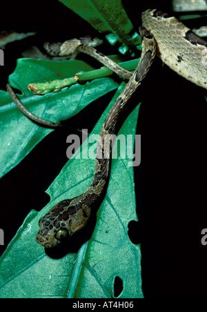 Stumpfe Spitze Tree Snake Imantodes Cenchoa costarica Stockfoto