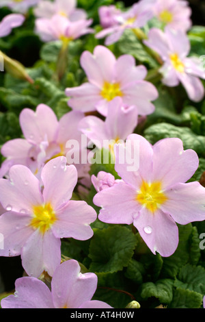 PRIMULA VULGARIS SUBSP SIBTHORPII AGM Stockfoto