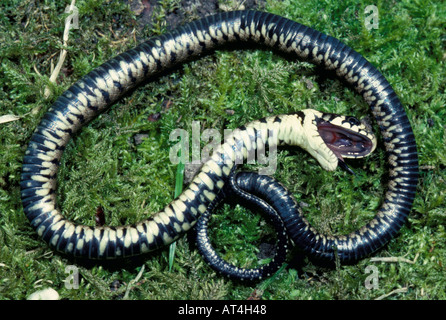 Ringelnatter Natrix Natrix juvenile Vorgetäuschter Tod Vereinigtes Königreich Stockfoto