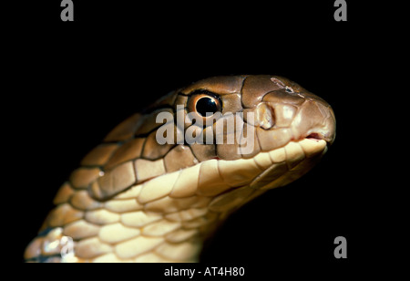 King Cobra Snake Ophiophagus Hannah Indien Stockfoto