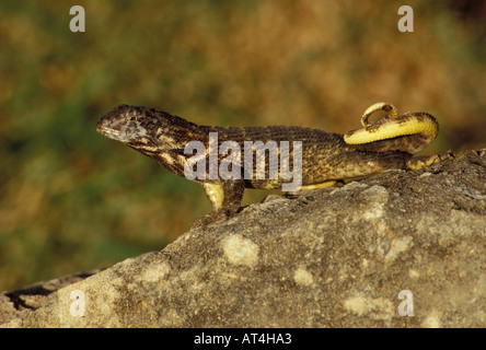 Kubanische Curly angebundene Eidechse Leiocephalus Carinatus sonnen sich auf rock-Kuba Stockfoto