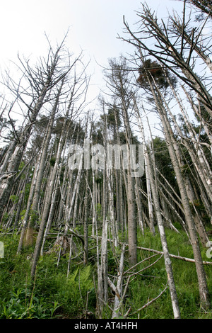 tote Bäume Great Smoky Mountains Käfer Schäden Stockfoto