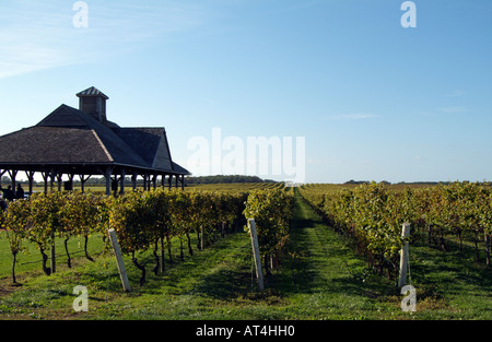 Pindar Weinberge am Peconic auf Long Island New York USA. Stockfoto