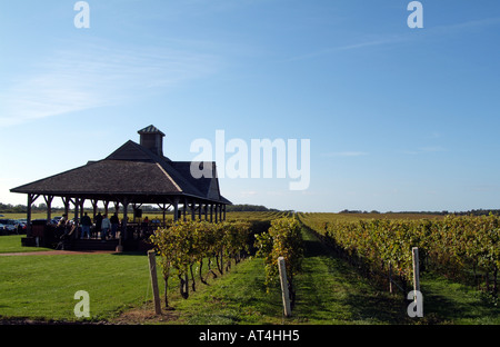 Pindar Weinberge am Peconic auf Long Island New York USA. Stockfoto