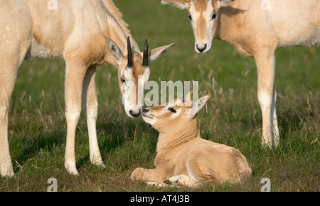 Scimitar-Horned Oryx Oryx dammah Stockfoto