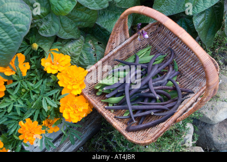 Korb mit Bohnen im Garten mit Mischkultur von Nematoden Hemmung Ringelblumen Stockfoto