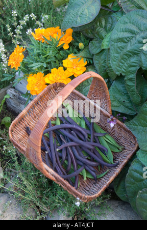 Korb mit Bohnen im Garten mit Mischkultur von Nematoden Hemmung Ringelblumen Stockfoto