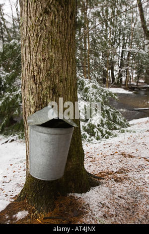 Ein SAP-Eimer hängt an einem Ahornbaum Ahornsirup Saison in Barrington, New Hampshire. Stockfoto