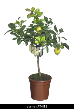 Zitrone (Citrus Limon), eingemachte Anlage Stockfoto