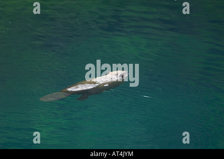 Amerikanischer Biber Castor Canadensis Erwachsener im Bach schwimmen McDonald Creek Glacier Nationalpark Montana USA Juli 2007 Stockfoto