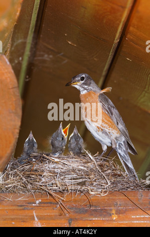 American Robin Turdus Migratorius Weibchen mit jungen am Nest an der Log Cabin Glacier Nationalpark Montana USA Juli 2007 Stockfoto