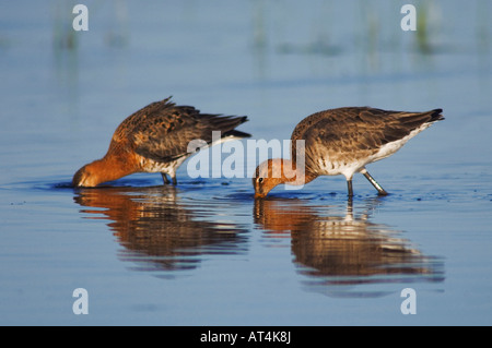 Schwarz-angebundene Uferschnepfe Limosa Limosa Erwachsenen paar in der Zucht Gefieder Fütterung Nationalpark Lake Neusiedl Burgenland Österreich Stockfoto