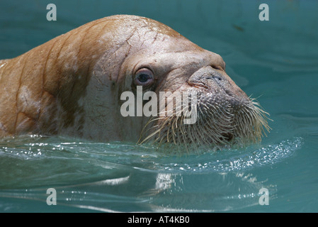 Walross im Wasser - Odobenus rosmarus Stockfoto
