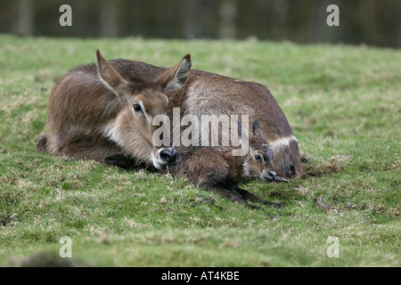 weiblicher Wasserbock mit ihrem Neugeborenen Baby - Kobus Defassa Kenia Stockfoto