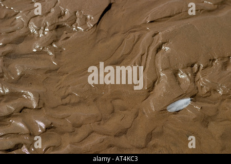 abstrakte Muster gebildet als die Flut Errodes Sand und weiße Feder bietet einen Kontrast Stockfoto