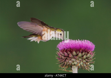 Breit-tailed Kolibri Selasphorus Platycercus Weibchen im Flug Fütterung auf Moschus Distel Rocky Mountain Nationalpark-Colorado Stockfoto