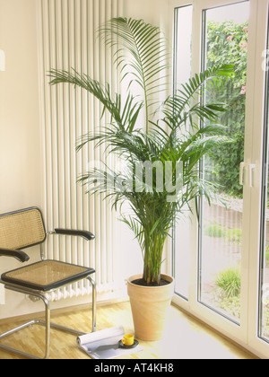 Schmetterling, Palm, Madagaskar-Palme, Areca Palme (Chrysalidocarpus Lutescens, Areca Lutescens), Topfpflanze in einer Wohnung Stockfoto